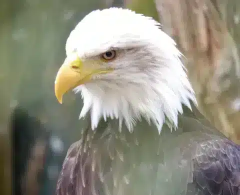 adelaar dierentuin beauval