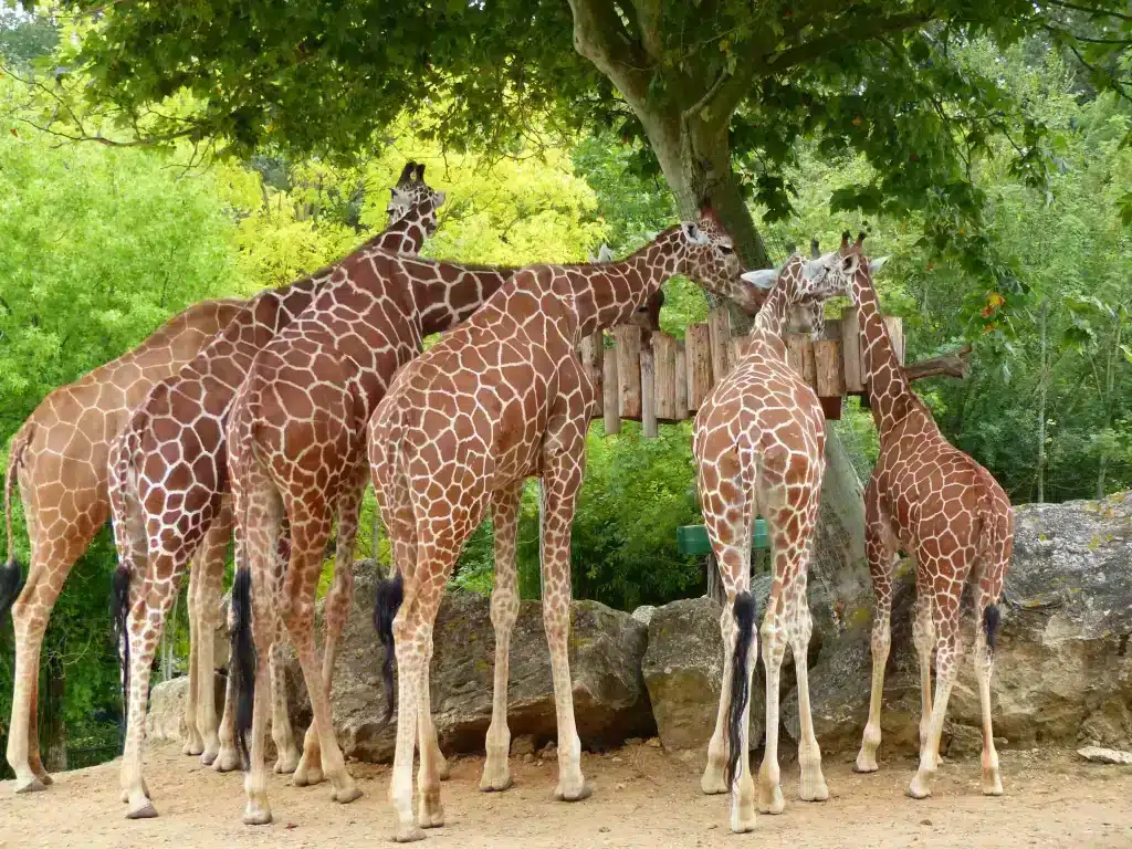 giraffen dierentuin beauval