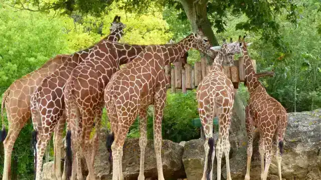 girafes zoo beauval