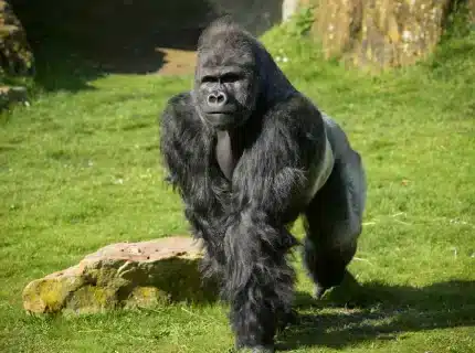 gorille zoo beauval