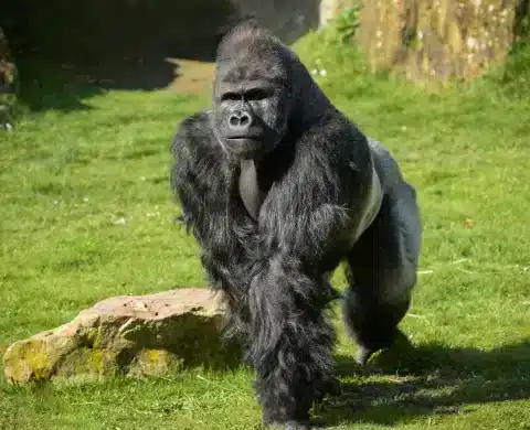 gorilla dierentuin beauval
