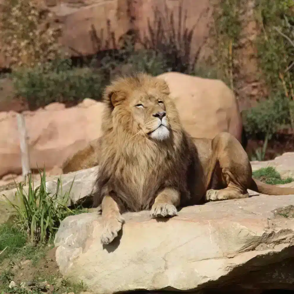 leeuwen dierentuin beauval2