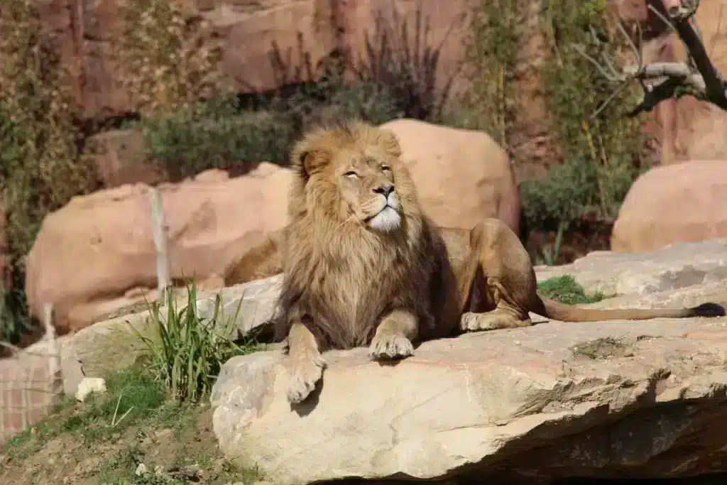 lion zoo beauval2