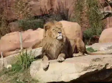 lion zoo beauval2